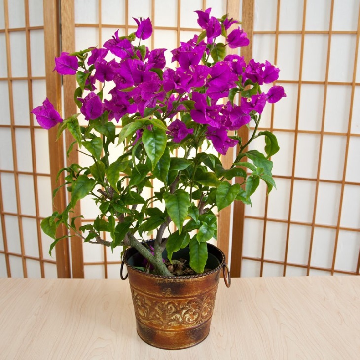 نکاتی برای نگه داری از گل کاغذی در گلدان